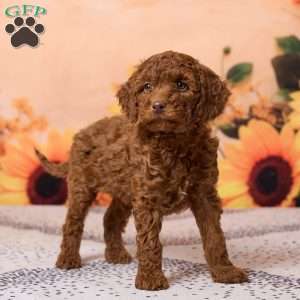 Cole, Miniature Poodle Puppy